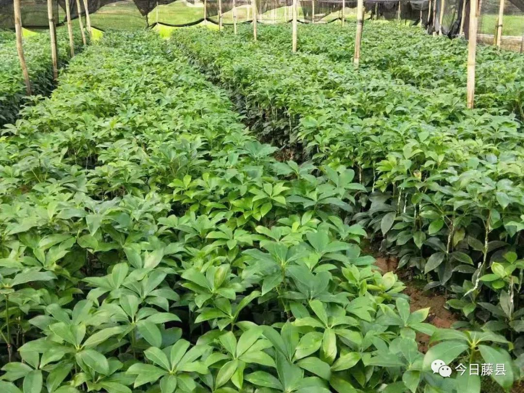 小小八角苗 托起致富梦丨记藤县古龙镇贫困户甘瑜珏脱贫致富路_种植