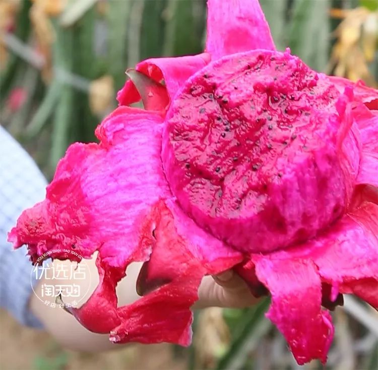 甜度比市面上的高好几度 藤蔓上吊着的还是第一次见 每根藤上只留一个