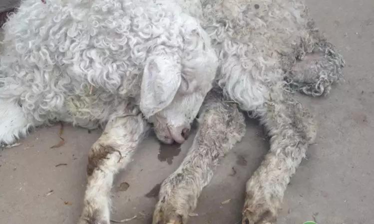 羊腹泻拉稀防治