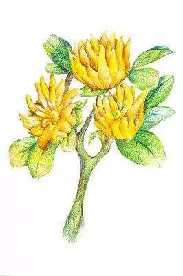 中药百科百宝箱大黄我不是形容词