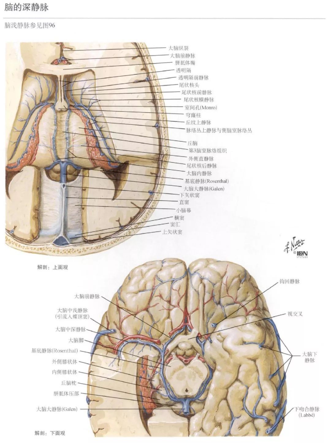 神經解剖腦部高清圖譜奈特解剖學習資料