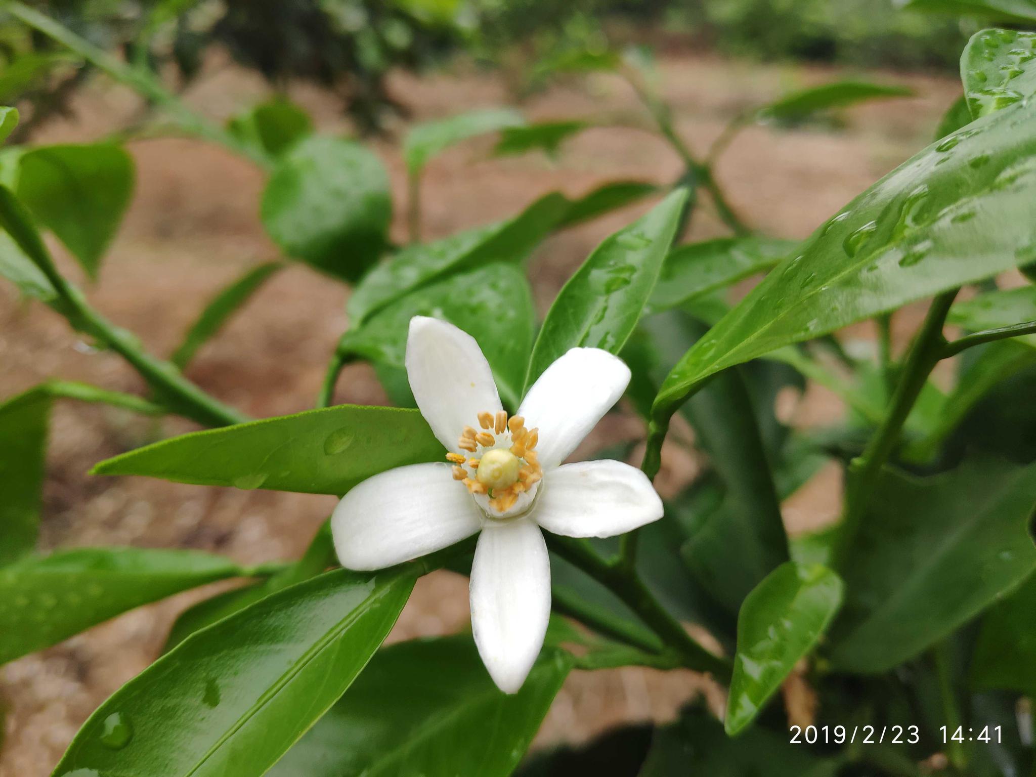 橙子橙花,大橙橙橙子,橙花_大山谷图库