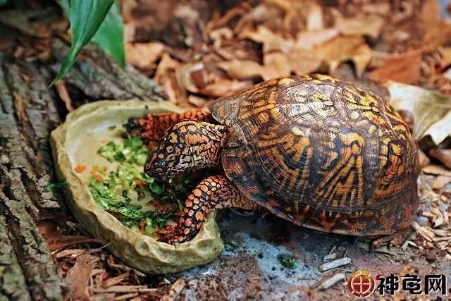 偏陆半水龟与偏水半水龟的生活环境有何不同