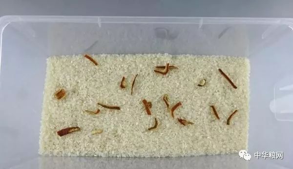 大米老生虫快来get小妙招