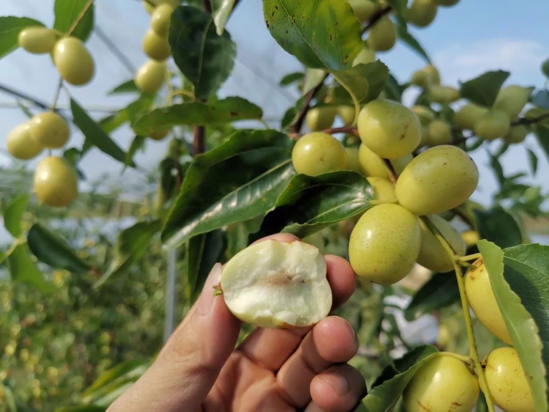 临武脆枣临武"四园"之枣园今年临武脆枣又获得有机绿色食品认证,品质