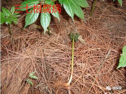 根腐病、枯萎病、青枯病、茎基腐,处理不好就是绝症!_叶片