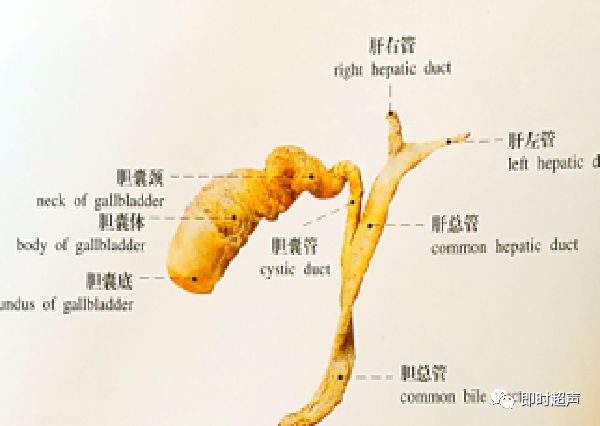 胆囊为梨形的囊性器官,位于肝右叶脏面的胆囊窝内.