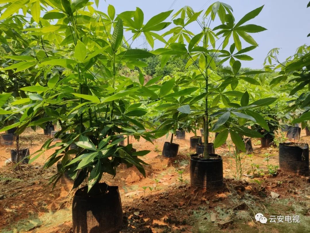 白石石底发财树成种植户摇钱树