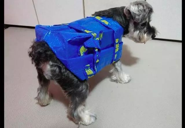 下雨了你还在愁狗狗没有雨衣吗手工达人一秒变出雨衣来