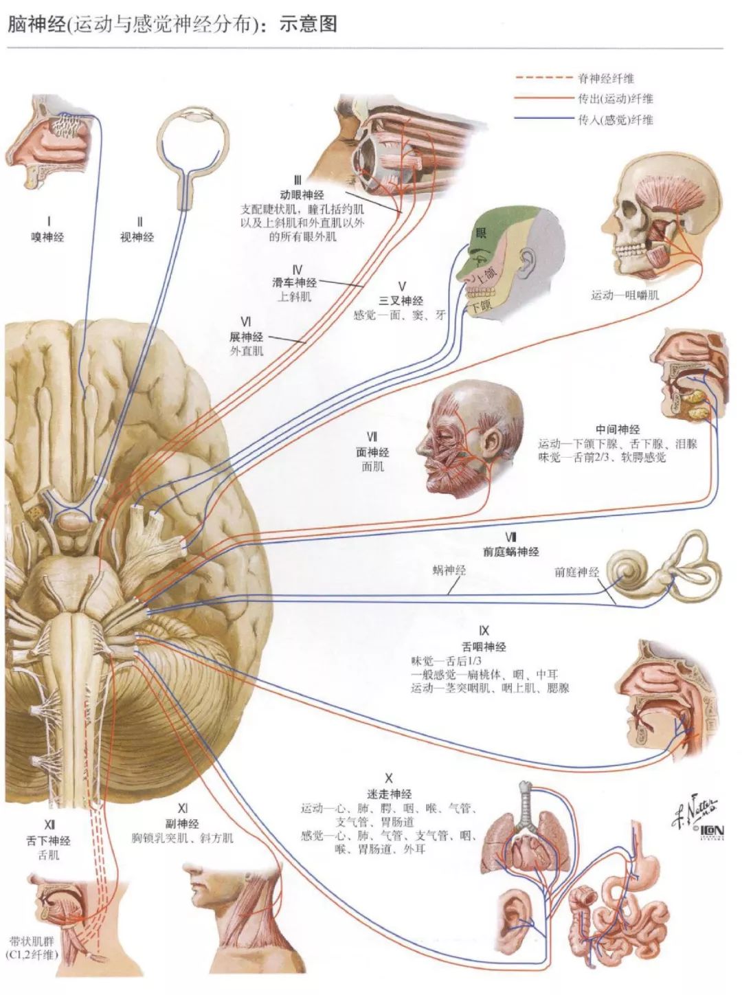 神經解剖腦部高清圖譜奈特解剖學習資料