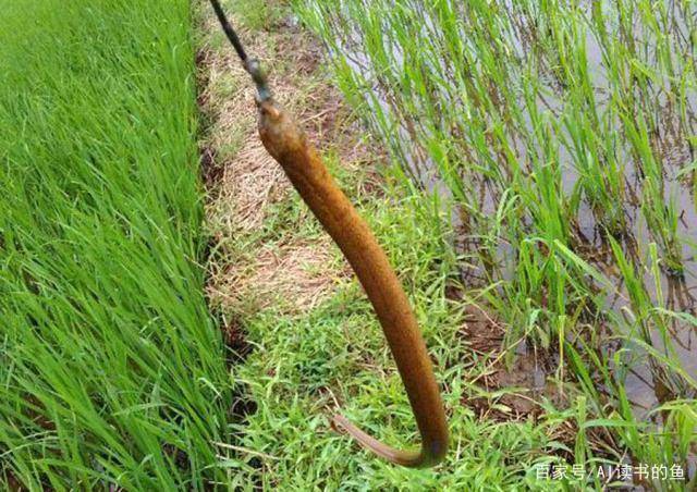 这种长鱼滑溜太难抓用这个方法却简单不费力