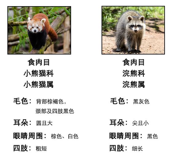 识骨寻宗 | 拯救你的脸盲症,一文教你分清小浣熊与小熊猫_黄鼬