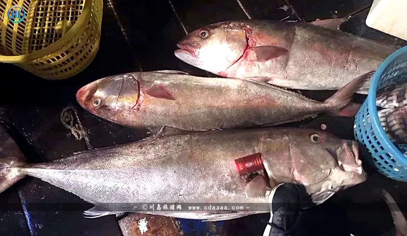 水馬魚-海馬70 沙鑽魚71 吉打鰺-甘仔魚-蝦池魚(不敢太確定這魚的書名