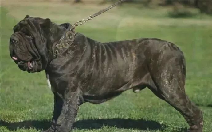 它在猛犬界被誉为最为残忍的杀手也曾是黑手党的至爱