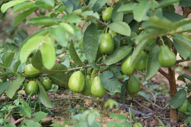 于是专程赶到福建省漳州市的"西瓜芭乐"种植基地进行考察,回来后就试