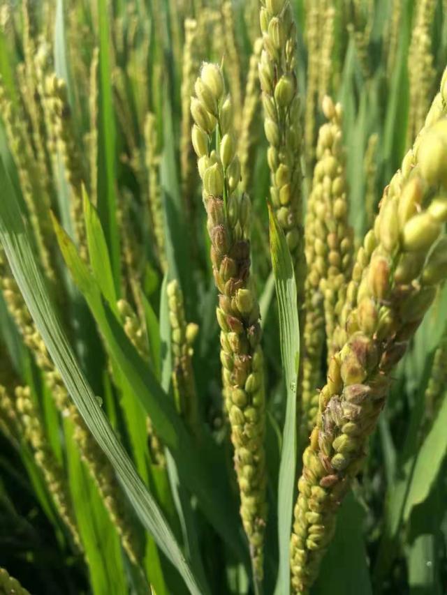 种植水稻,这2种病害会导致稻粒发黑,正确防治助你亩增产上百斤