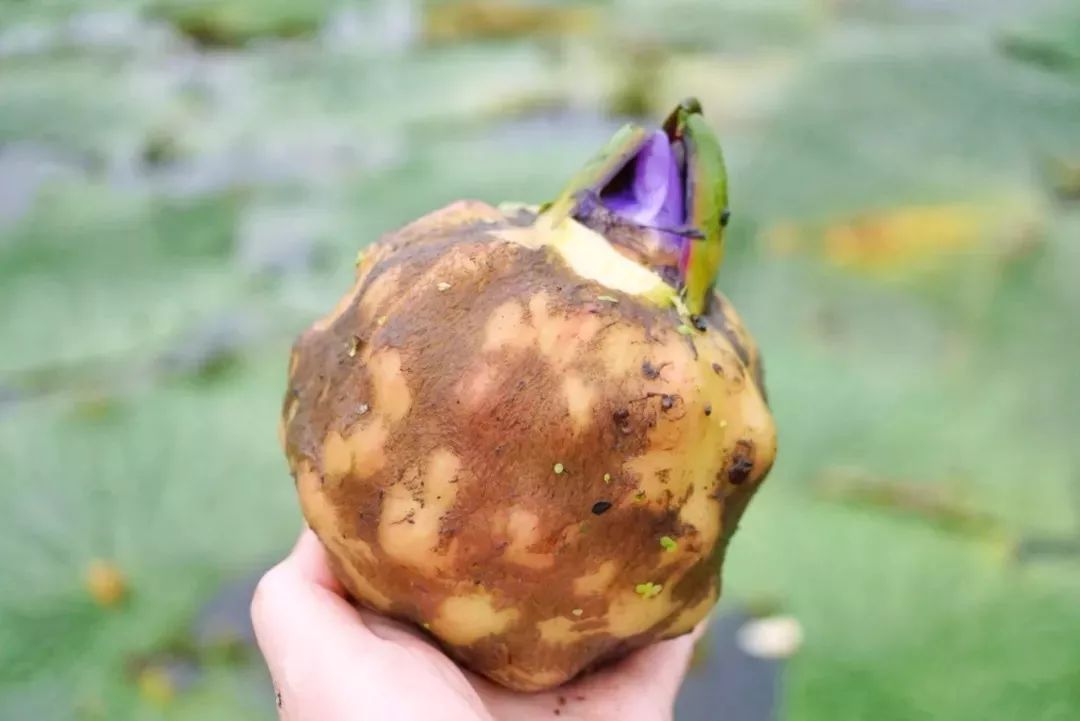 长鸡头米的植物图片图片