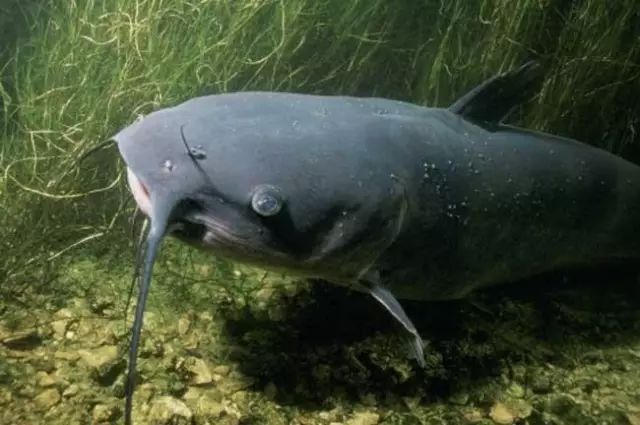 寻找鲫鲤草鲶鱼的鱼道技巧