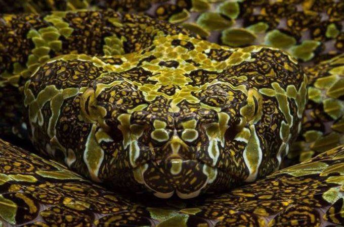 陆地上最强的毒蛇中国特有巨型毒蛇大多数人都没听说过