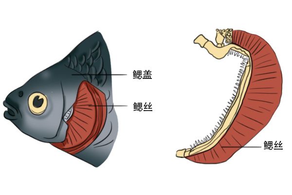 鱼的鳃主要由鳃丝,鳃耙和鳃弓三部分构成.