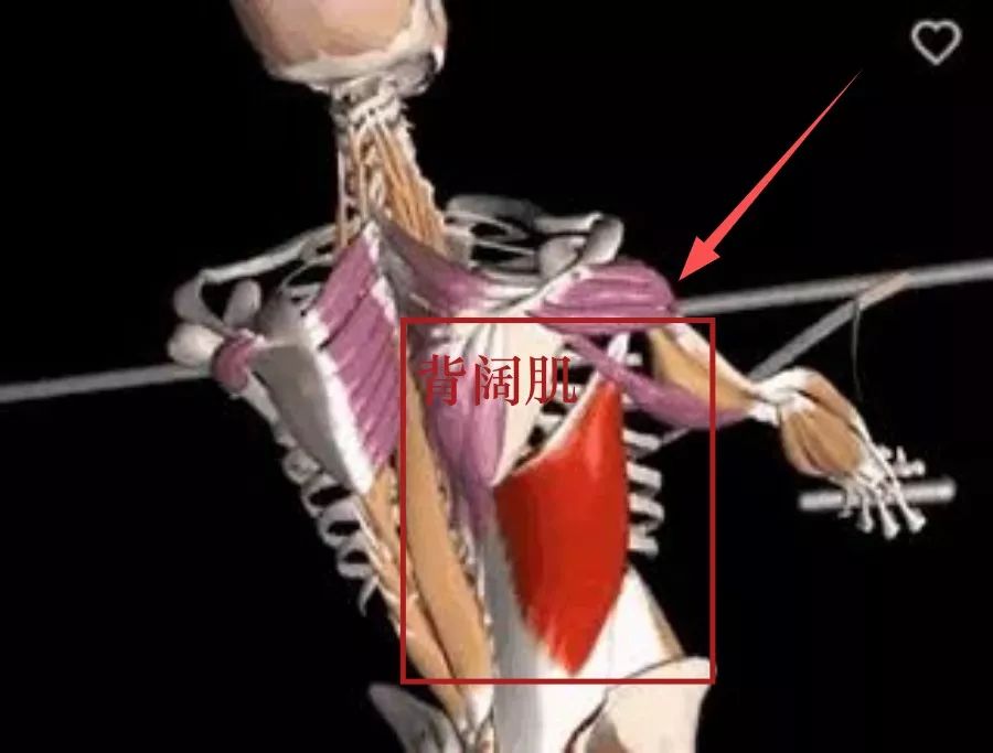 背阔肌起止点及功能图,背阔肌起止点,背阔肌位置图片(第3页)_大山谷图库