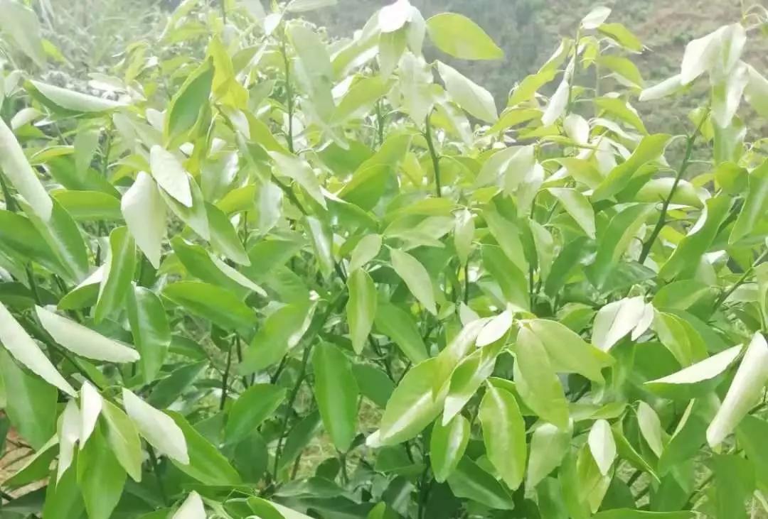 沃柑一年树开花怎么处理(沃柑一年树开花怎么处理最好)