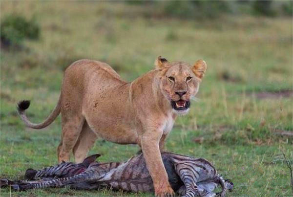 母狮嘴叼一只猎物当起了搬运工,背后真相却让人感动