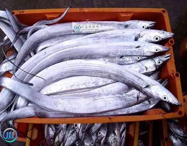 22 带鱼-牙带21 乌鳞鲳—乌鲳-黑鲳20 虾潺-龙头鱼-流鼻鱼-九吐19