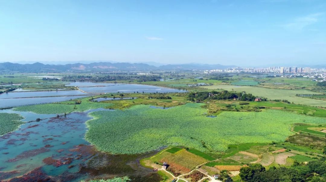 九江市柴桑区:湿地生态修复现成效