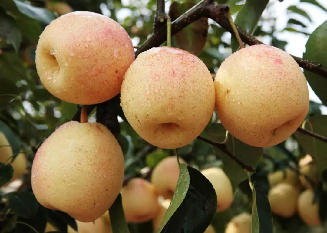 高原水果品鉴8月31日相约午街民俗文化旅游系列活动农民丰收节水果及