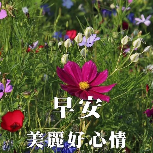 最新漂亮早上好表情动态图片最美早安问候动态图片带字