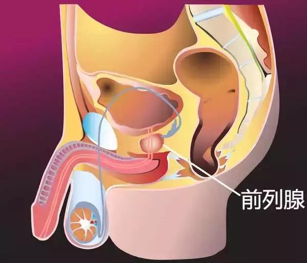 男怕前列腺有事女怕陰道鬆弛一個小動作能治也能防便秘痔瘡也用得上