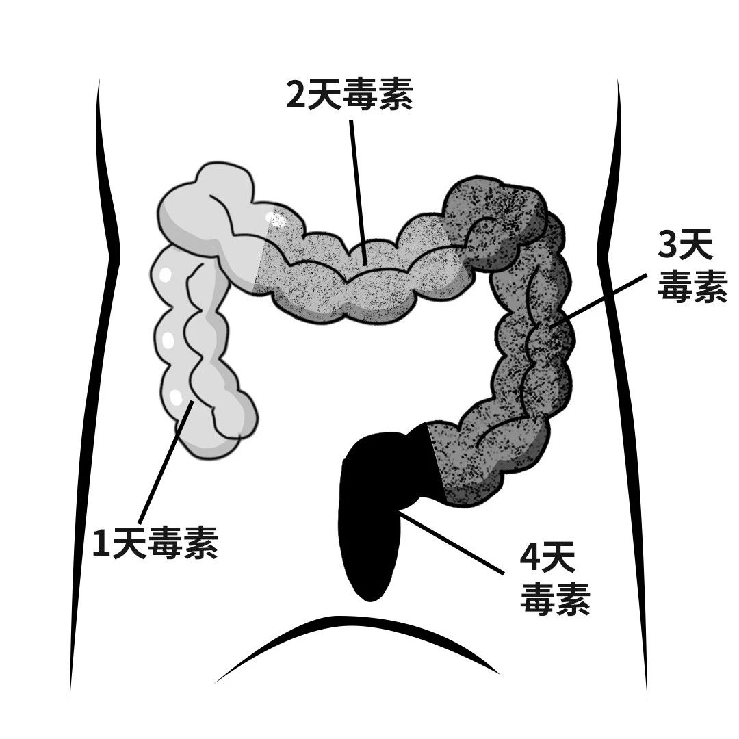 人体大肠结构图 排便图片