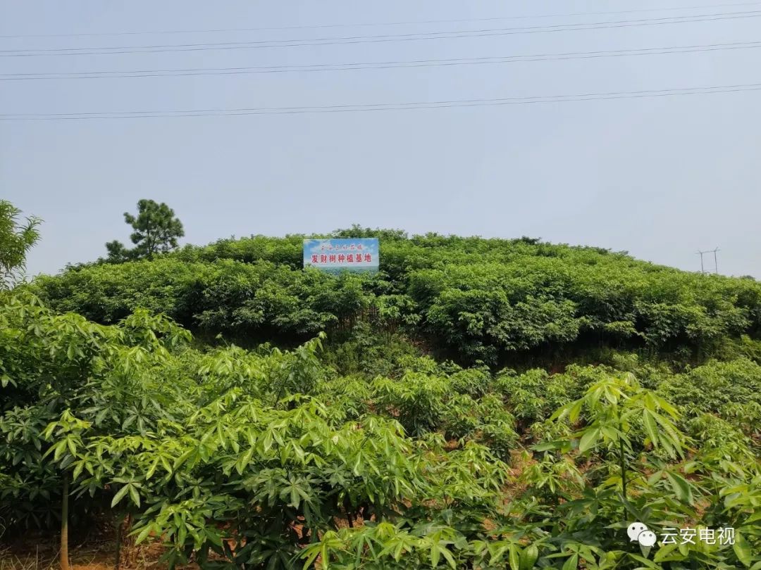 云安石底村:种植发财树圆村民"致富梦"