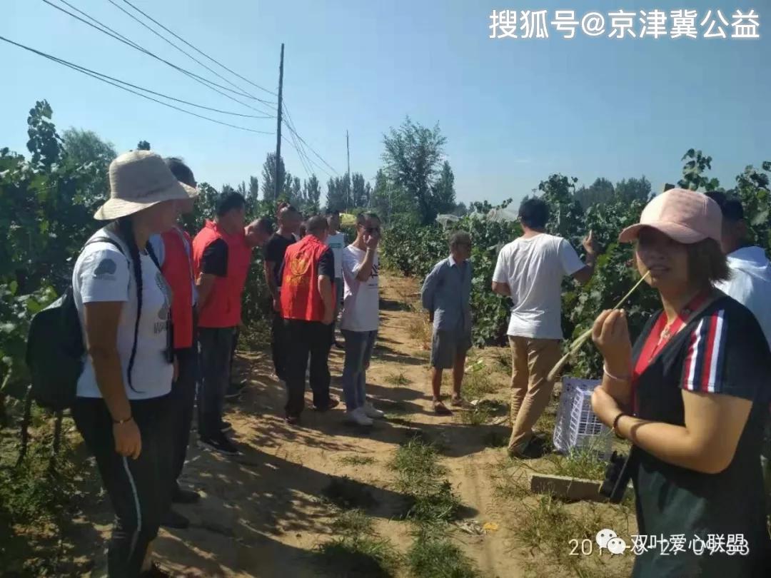 叶宗纯 8月28日讯8月27日,廊坊市永清县后羿镇镇小刘庄村的葡萄喜获