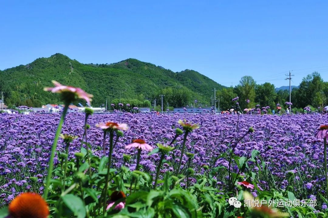 9月1日花的海洋四季花海3d體驗村不一樣的風景不一樣的漫畫帶上家人一