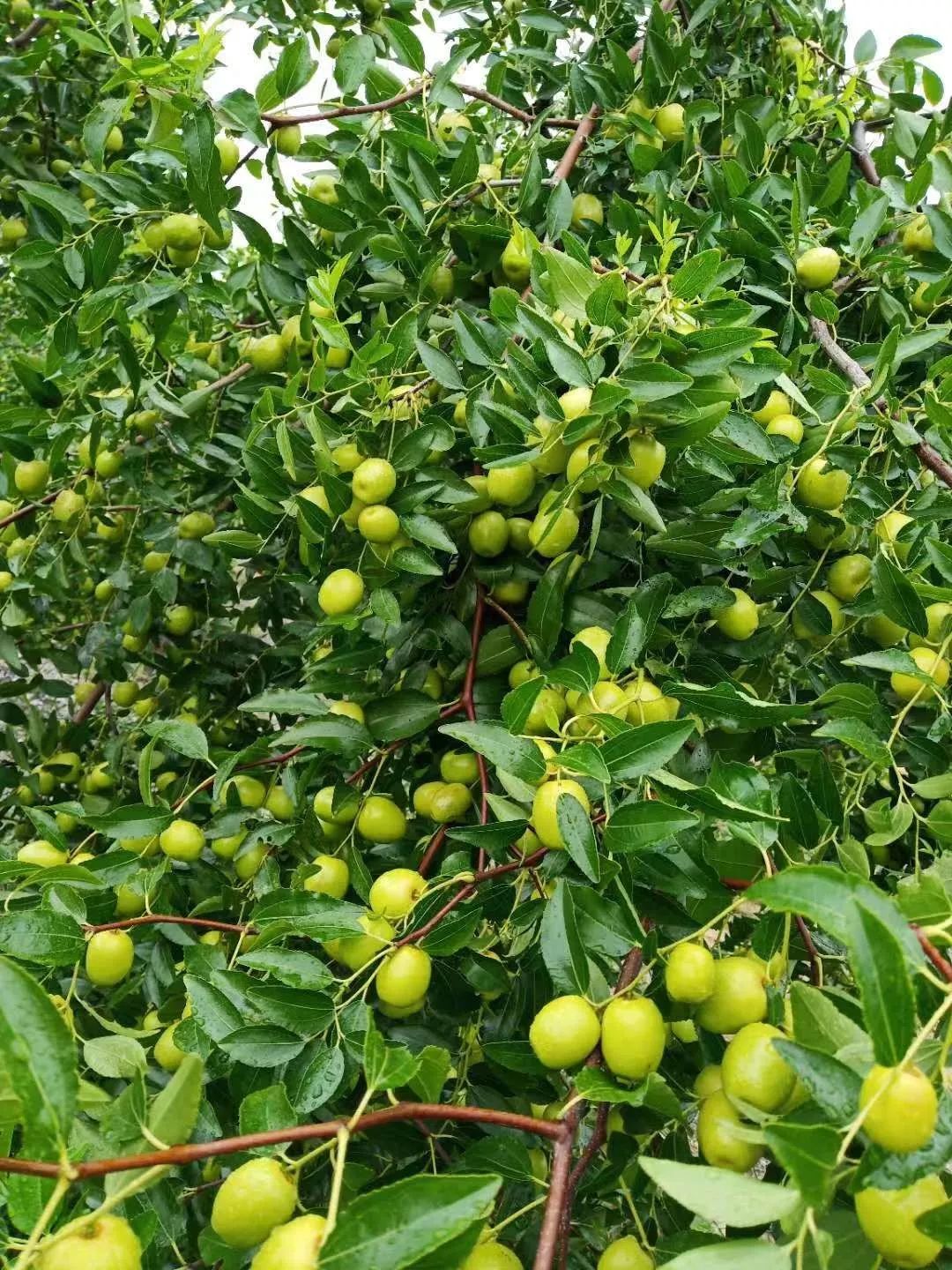 亳州市黄金枣乡村旅游采摘节暨美食娱乐节