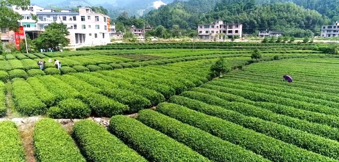 目前,桥头乡年均开发茶园2000亩以上,全乡茶叶种植总面积已达4万余亩