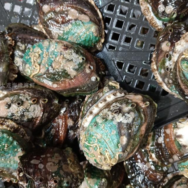 绿盘鲍苗种标粗技术