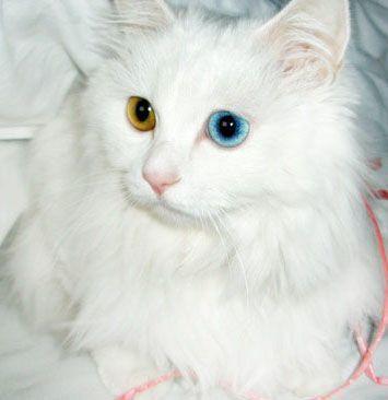 又称临清狮猫,是由波斯猫与鲁西狸猫的繁育而来的后代.