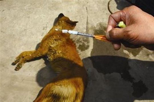 原创狗被邻居拿药故意毒死但是没抓到现行该怎么办