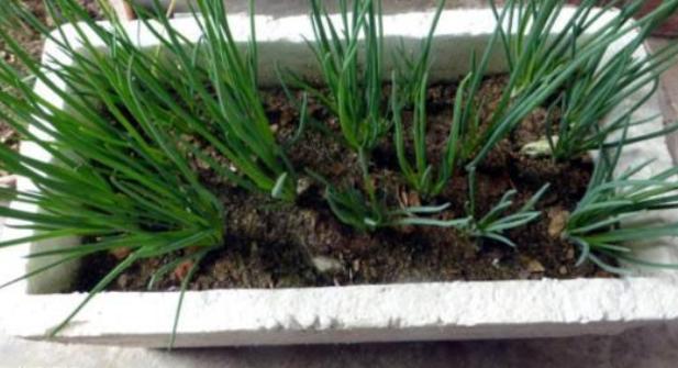 阳台上种3盆葱长得茂盛绿油油四季可采收一盆收获多次