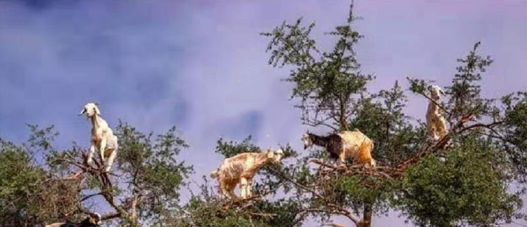 这种植物叫食羊树能吞噬羊类动物一旦发现就会被烧毁