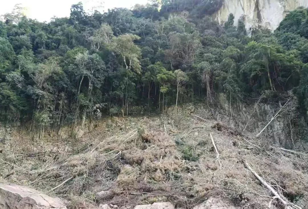 燃烧的岂止远方我们的热带雨林也正呐喊呼救