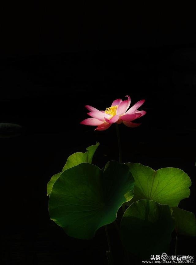 荷花,想说爱你不容易_背景