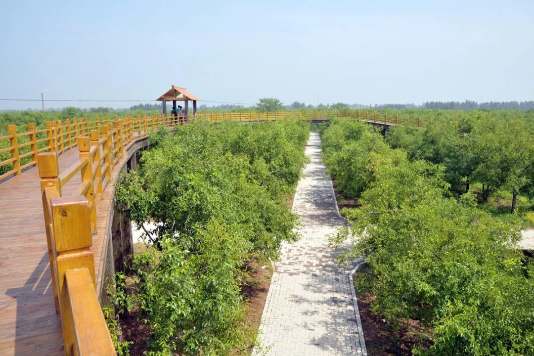 枣香村生态旅游观光园图片