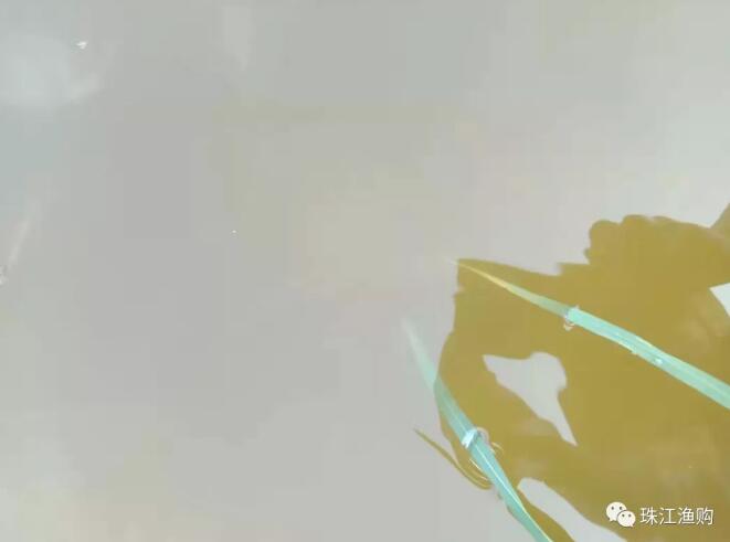 珠江渔购带你了解池塘水质浑浊-搜狐大视野-搜狐新闻