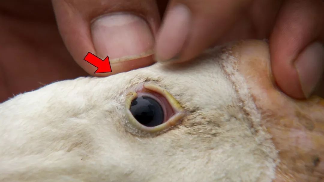 马印明养的鹅叫豁眼鹅,是从辽宁引进的.