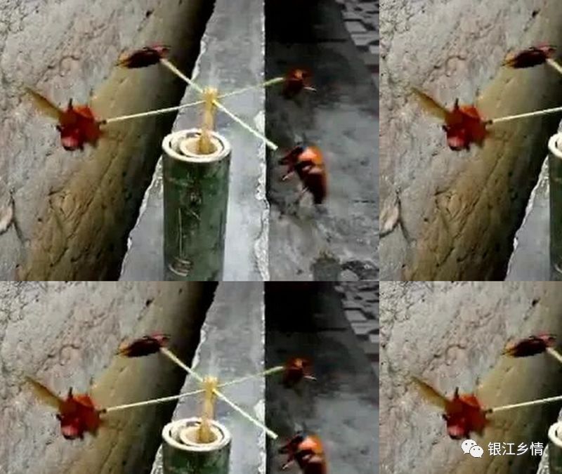 蒙山人你敢吃竹林里的这种虫吗想不到这么好吃