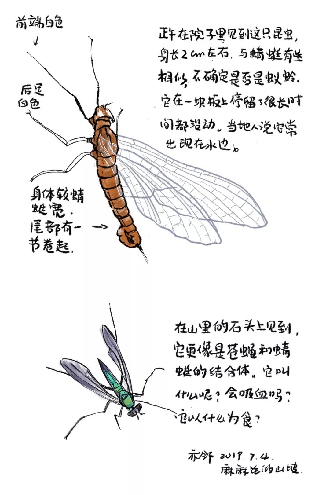 昆虫身体结构图简笔画图片